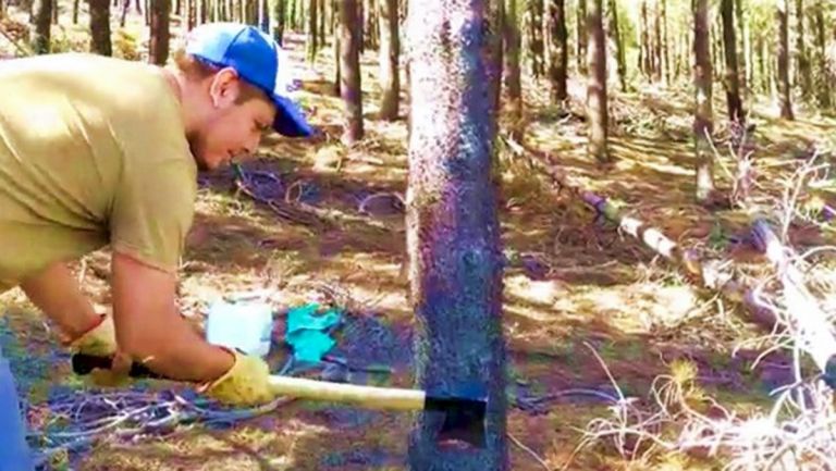 Instalan parcelas trampa para el control de la “avispa taladradora de los pinos” thumbnail
