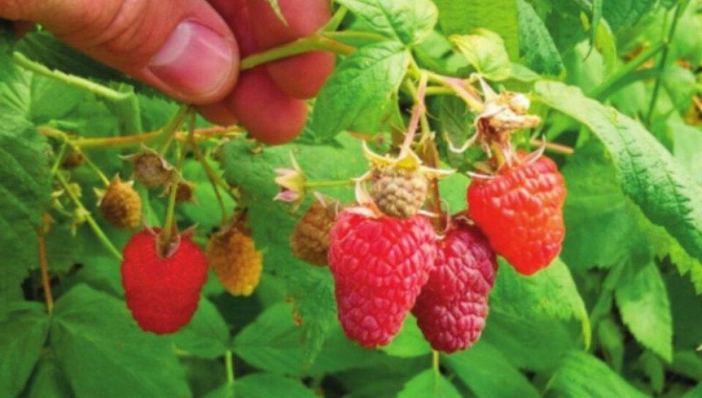 Presentan libro con información clave para el cultivo de la frambuesa en el Alto Valle