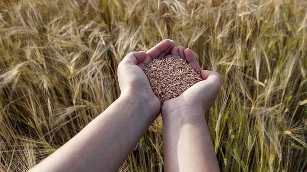 Dólar agro: el Ministerio de Economía incluyó más productos de economías regionales