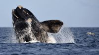 El 15 de junio comenzará la temporada de ballenas francas australes 2023 en Chubut 