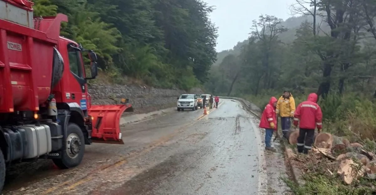 Cayó un árbol en la Ruta de los Siete Lagos | Neuquén Al Instante ...